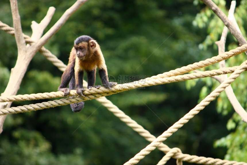 绳子上的小棕色羊皮猴脸阿佩拉尾巴图片