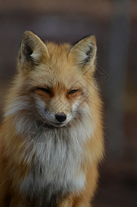 紧贴地亲近着迷人的鲜青飞快红狐狸色可爱动物图片