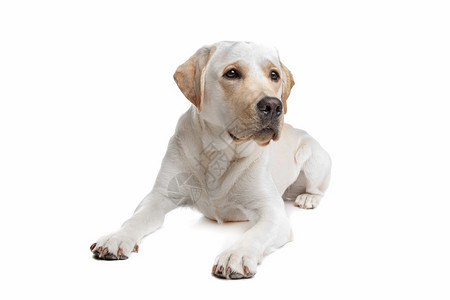 宠物白色背景面前的黄拉布多色正面狗图片