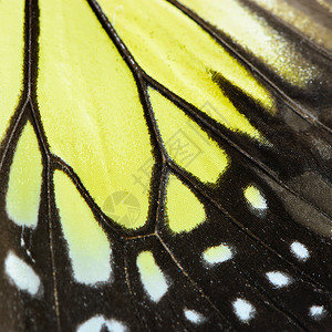 自然纹理源黄蝴蝶翅膀背景的自然纹理阮詹丰富多彩的昆虫图片