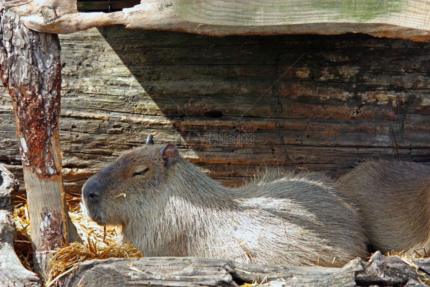 美国木制的啮齿动物CapybaraHithhoerushydchaeris是世界上最大的活鼠原生于南美洲图片