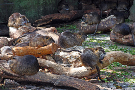海狸鼠家族坐在木头上荒野家庭毛皮高清图片