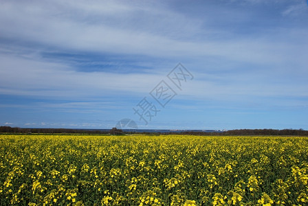 农业场地平线黄色场图片