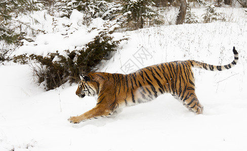 普里莫趴在雪地里的老虎背景