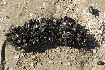 搁浅切波团体沿海岸边滩的一组贝类图片