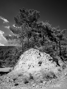 塞浦路斯Troodos山丘上的树木爬坡道垂直的黑色图片