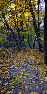 维尔尼亚秋天的落叶背景