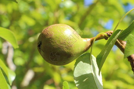 梨子在果园的树枝上熟小梨子叶生长分支图片
