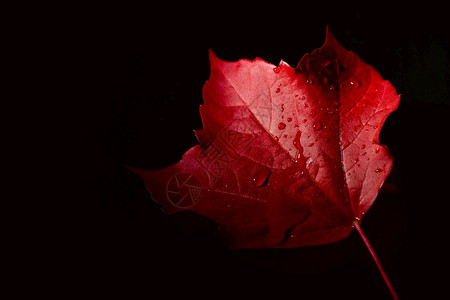 黑暗中的红色枫叶背景图片