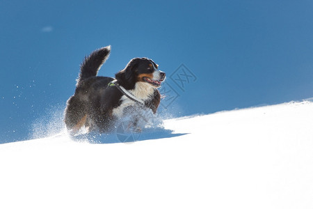 山间的雪景和小狗图片
