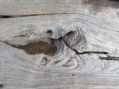 质地老的关闭树桩上显示老化圆圈的横截片段界背景图片
