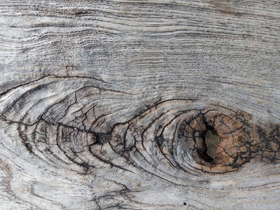 关闭树桩上显示老化圆圈的横截片段界日志木材背景图片