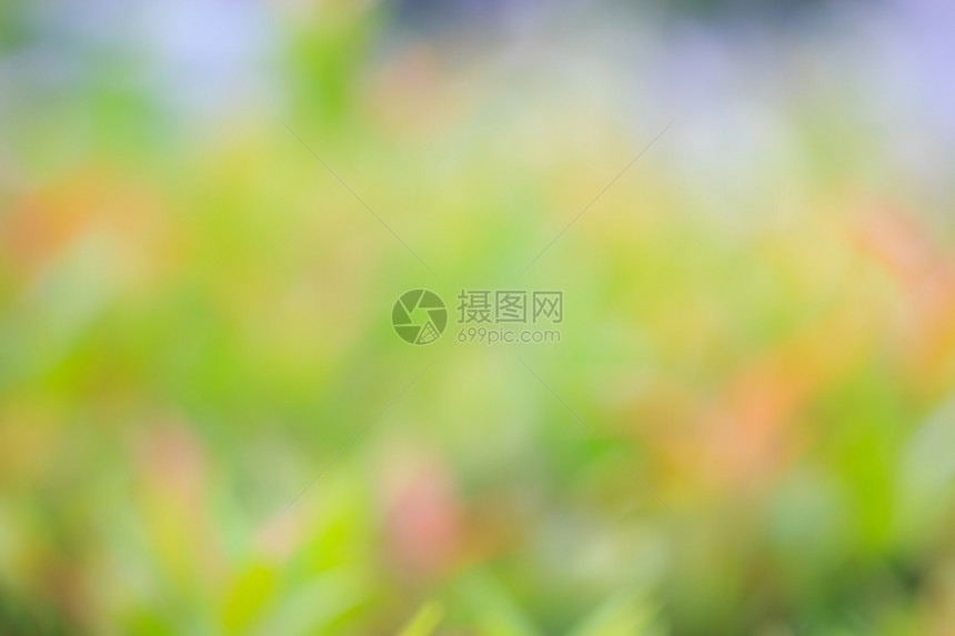 绿花和黄丛背景这是绿色树和花被相机模糊不清的花树林春天园图片
