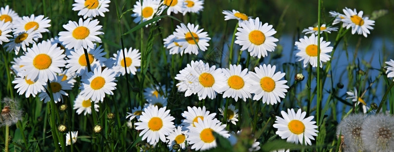 杂草雏菊牛地上的白花图片
