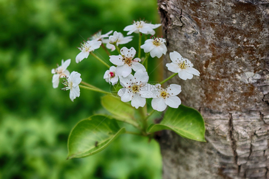 春天花园里有梨树植物白色的季节图片