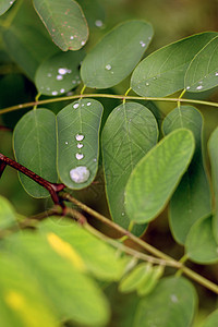 季节降低雨后绿叶上的水滴生长图片