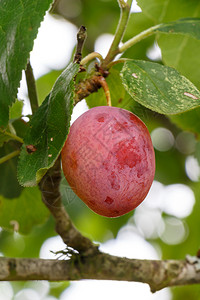 户外一种食物红梅子在果园的李树上成熟图片