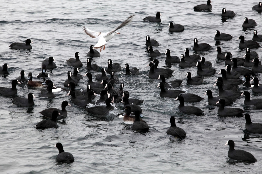 户外海浪中的黑鸭Pampean潜水鸟潘图片
