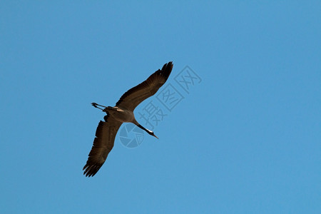 加拿大鹅翅在天空飞翔加拿大鹅苍蝇自然水禽羽毛图片