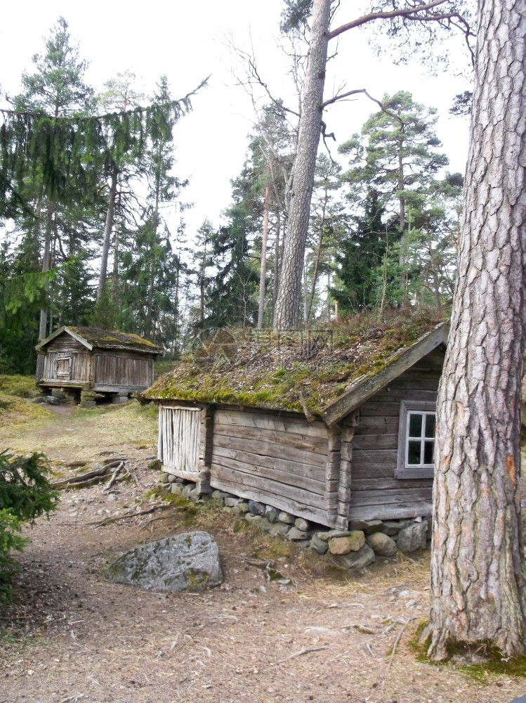 历史在树丛的林里在丛中的木林旧小屋里树一种图片