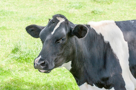 自然乡村草地上的黑牛动物一种图片