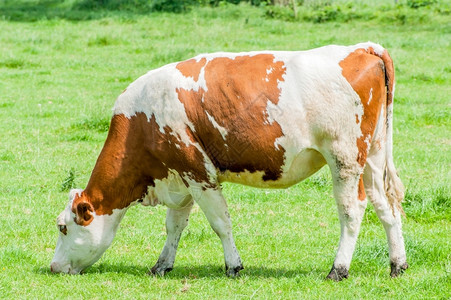 脸农场红牛在草地上放牧眼睛背景图片