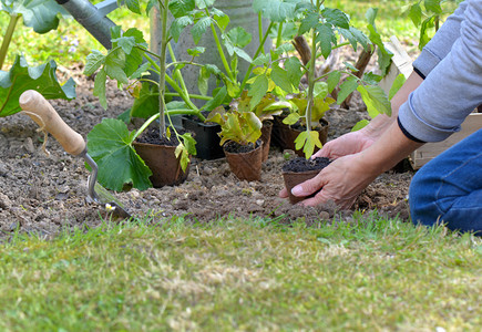 春天园艺员种植番茄树苗以在花园中闲暇幼苗图片