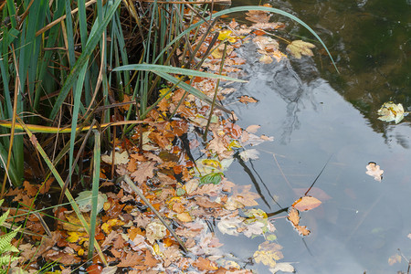 秋天在池塘里灌草之间有枯叶死的干燥一种图片