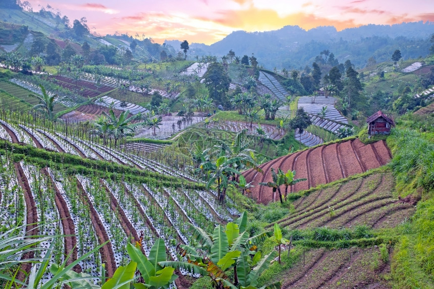 字段日落时从印度尼西亚爪哇到印度尼西亚农村的稻米和蔬菜田暮户外图片