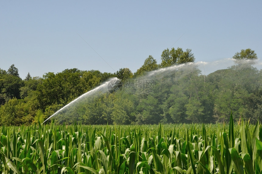 玉米地里的洒水器安装田地里的洒水器安装谷物一种夏天图片