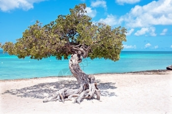黄昏景观加勒比海阿鲁巴岛上的迪维树叶图片