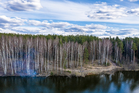 桦木一种在春云天河岸上绿森林的背景下白长的圆木树干在这种背景下春云笼罩着绿色图片