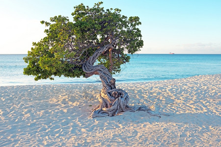 在加勒比阿鲁巴岛的上种植dividivi树分水岭海浪景观图片