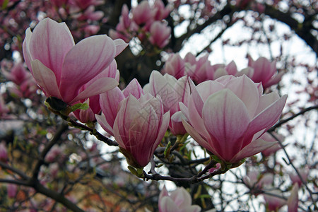 开花植物春天的粉红木兰季节图片