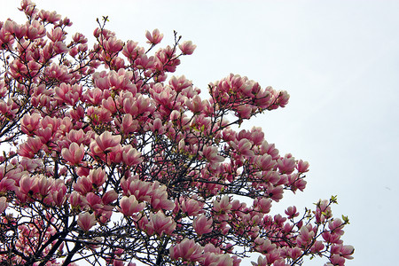盛开春天的花粉红木兰分支自然图片
