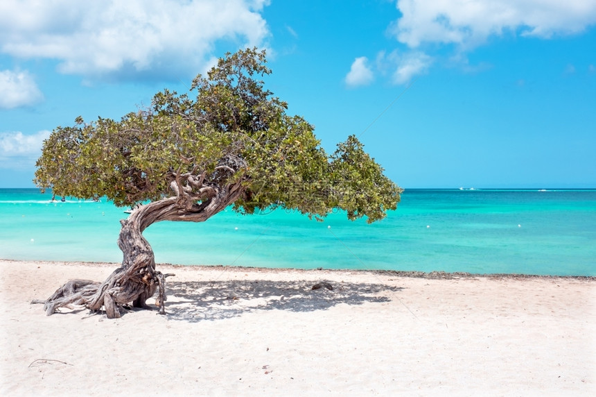 海滩暮浪加勒比阿鲁巴岛上的迪维树图片