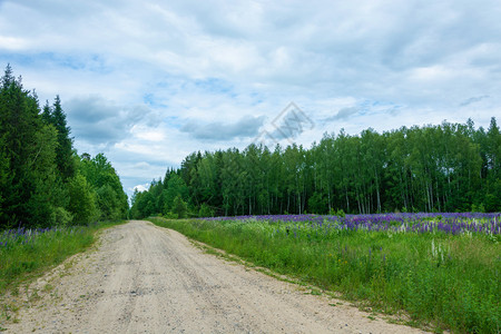乡村的一条宽阔森林道路通往绿色森林和紫润滑剂在夏日木头领导图片