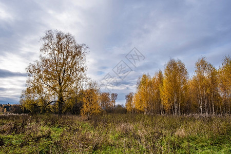 秋天的风景与一棵木林和片大孤单的树在多云一天俄罗斯落下黄色的树林背景图片