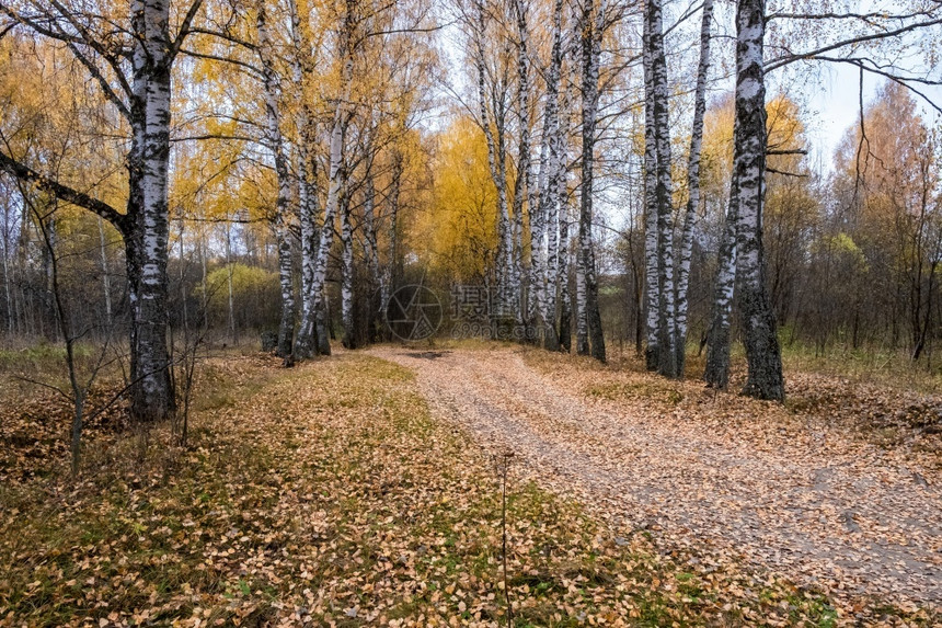 一条在俄罗斯秋天阴云的黄叶林中漫步道路绿色一种景观图片