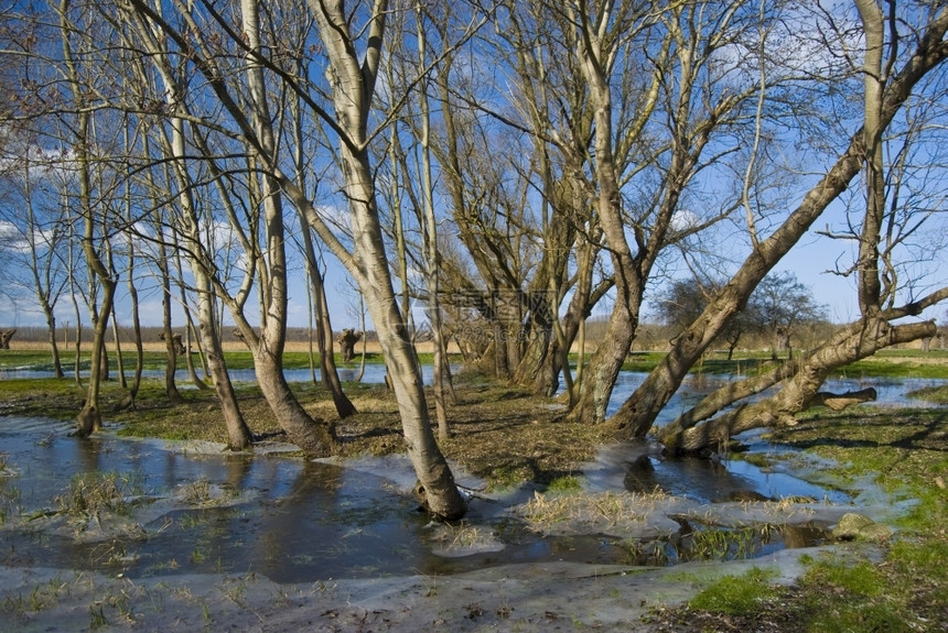 天空自然雅各布斯冬天树木在冰冻的池塘中站立图片