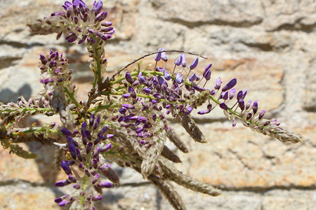 花的园艺紫维斯特利亚的花朵在紫维斯特利亚的春花中开雌蕊图片
