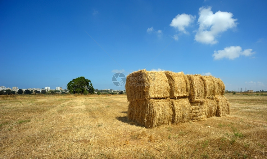 天空5月在以色列收获小麦的时候无水空图片