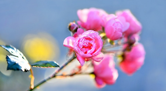 外部花园里的粉红玫瑰色蓝图片