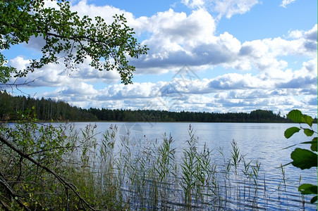 户外冷静的自然蓝天背景下的湖泊和树木图片