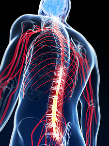 脊髓的3d渲染插图发炎痛苦解剖学图片