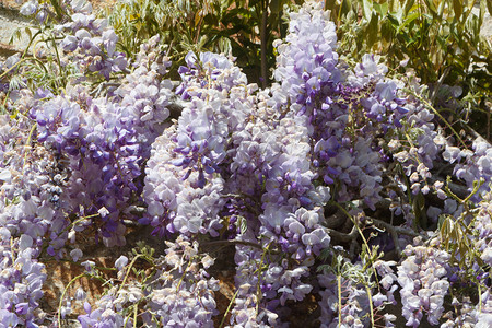 户外植物群春天在花园里朵紫薇西莎的花朵图片