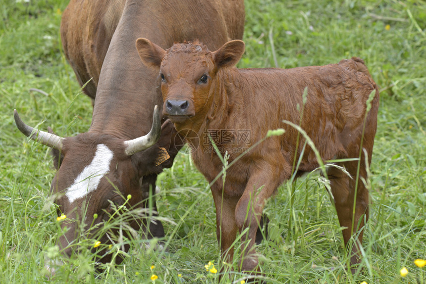 放牧农场婴儿和奶牛一起在草地上图片