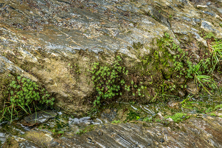地衣一种杂草在溪流旁边的岩石上生长小河边植物图片