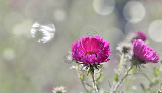 植物粉色花朵抽象的模糊灯光背景春天开花图片