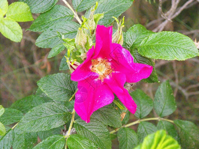 粉色的皱眉玫瑰荒野自然背景图片